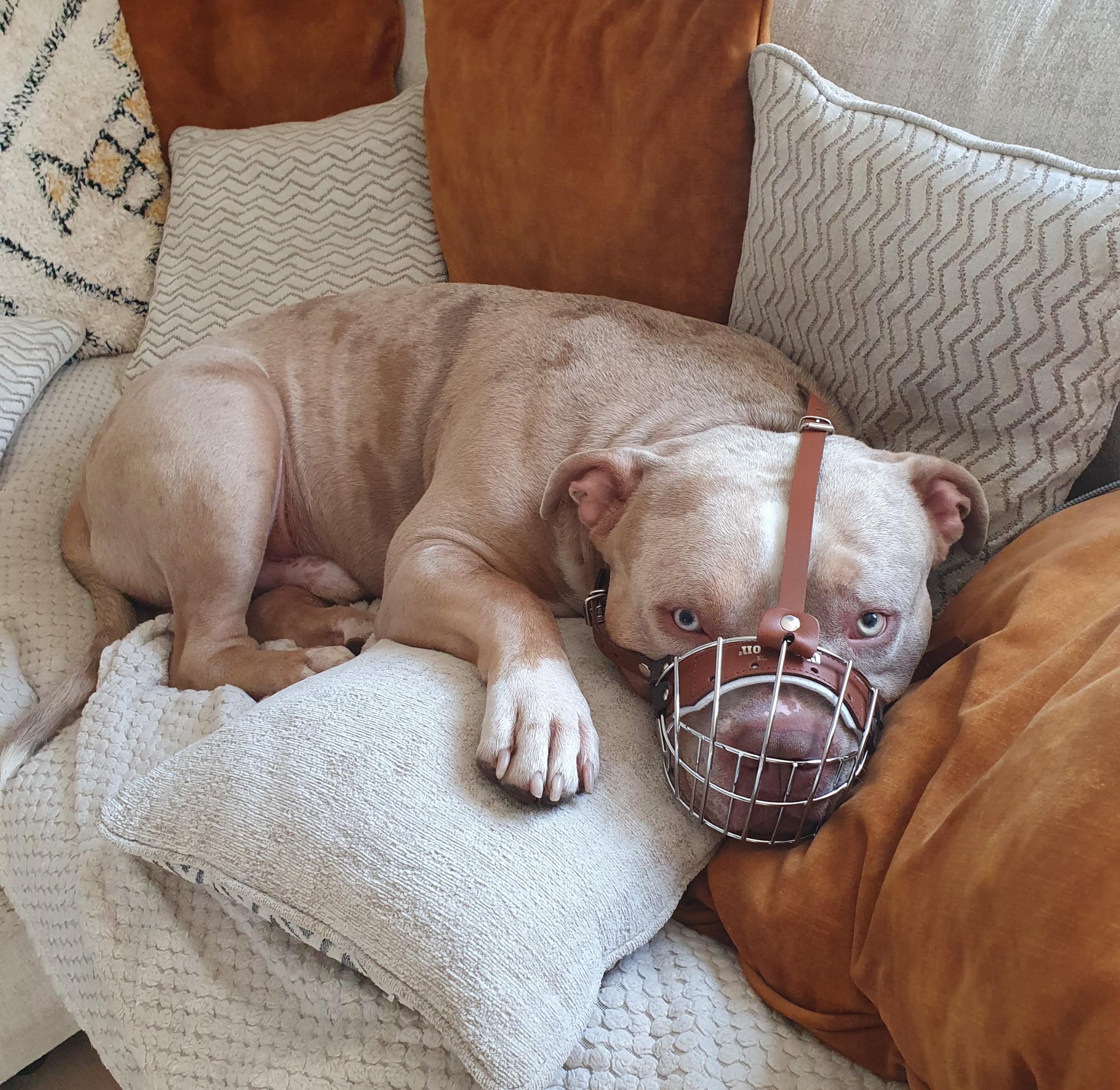 Bozal de perro de alambre de metal fuerte para Bully XL, American Bully y otros (B4, cuero negro plateado)