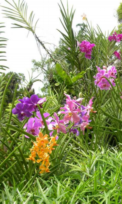 Orchids Garden Live Wallpaper - App on Amazon Appstore
