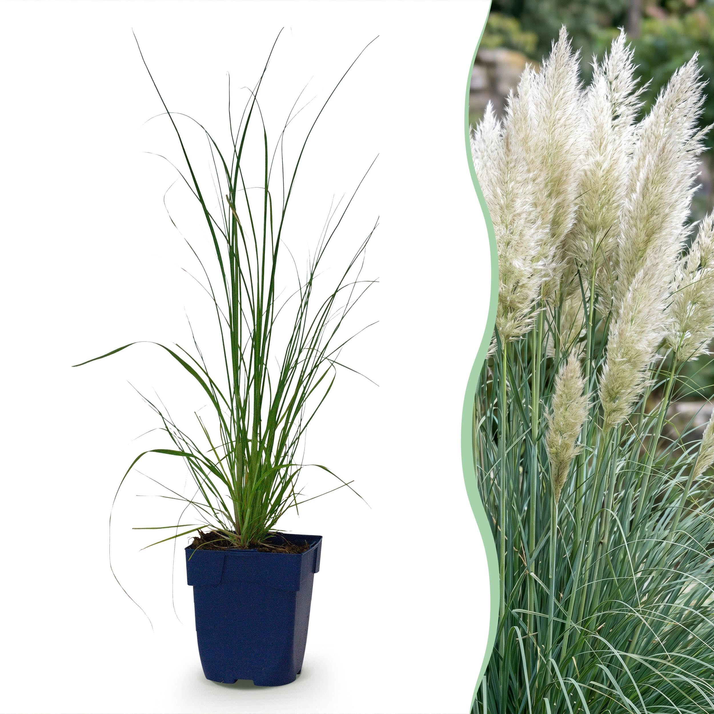 Cortaderia odm. Pumila – trawa pampasowa karłowata – z kłosami – szara – 6 roślin - 15-25cm - Ø11cm - Roślina ogrodowa