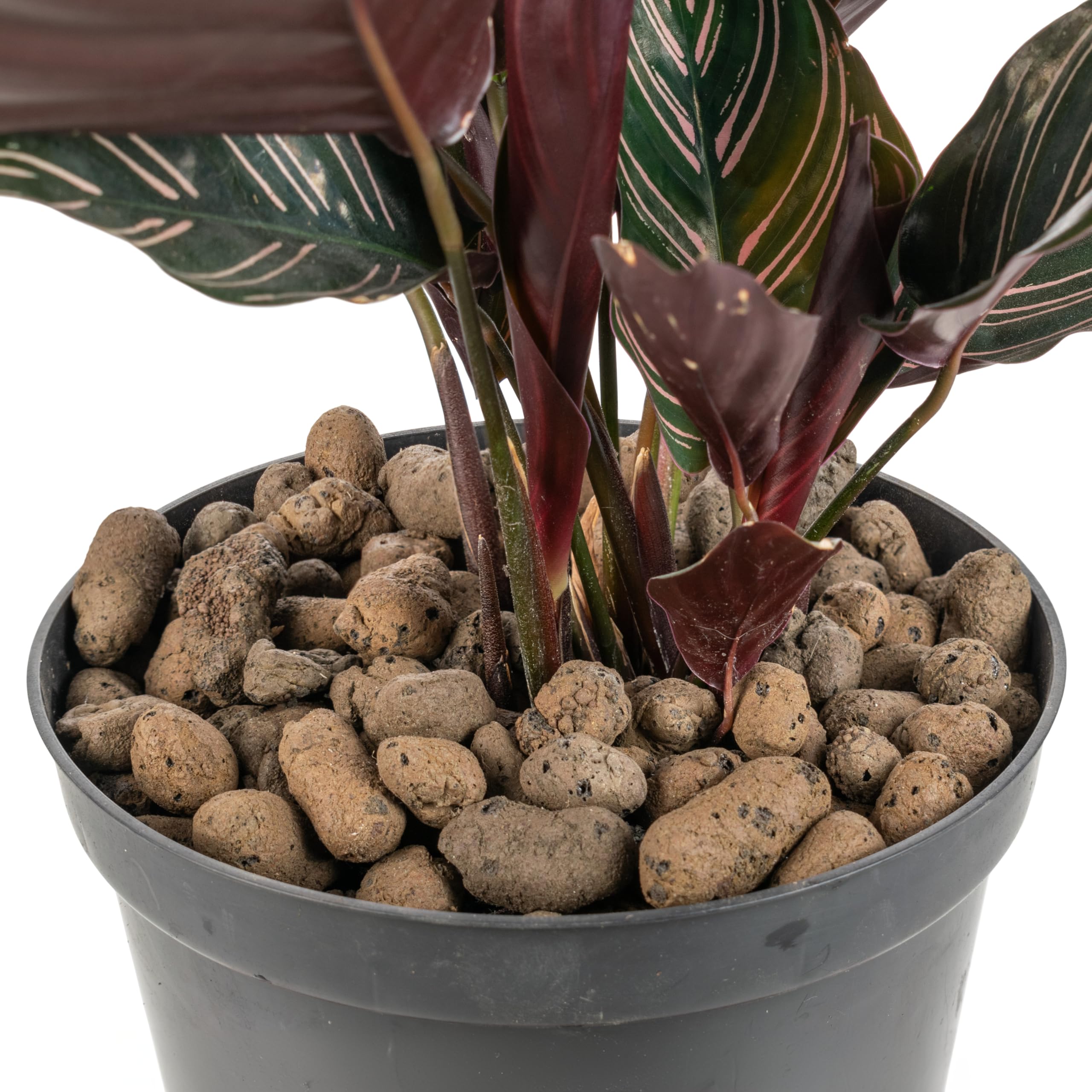 Cost Wise Clay Pebbles for Plant topper Pebbles & Hydroponics - LECA Clay Ball, Indoor & Outdoor,3 ball sizes,pack size 1-20l (8-16mm x 20 litre)