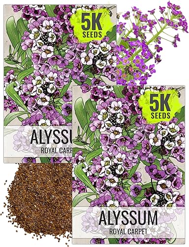 Seed Needs, Royal Carpet Alyssum Seeds - 5,000 semillas de flores tradicionales para plantar lobularia maritima - Ideal para jardines de rocas,