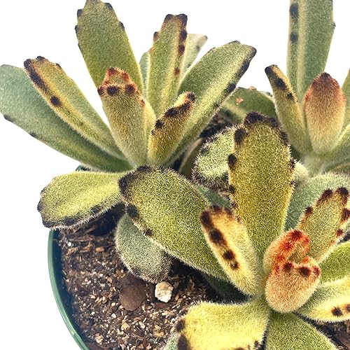 Miniatura 8 de BubbleBlooms Solider de chocolate en una maceta de 4 pulgadas Kalanchoe Tomentosa Velvet Panda Planta de felpa