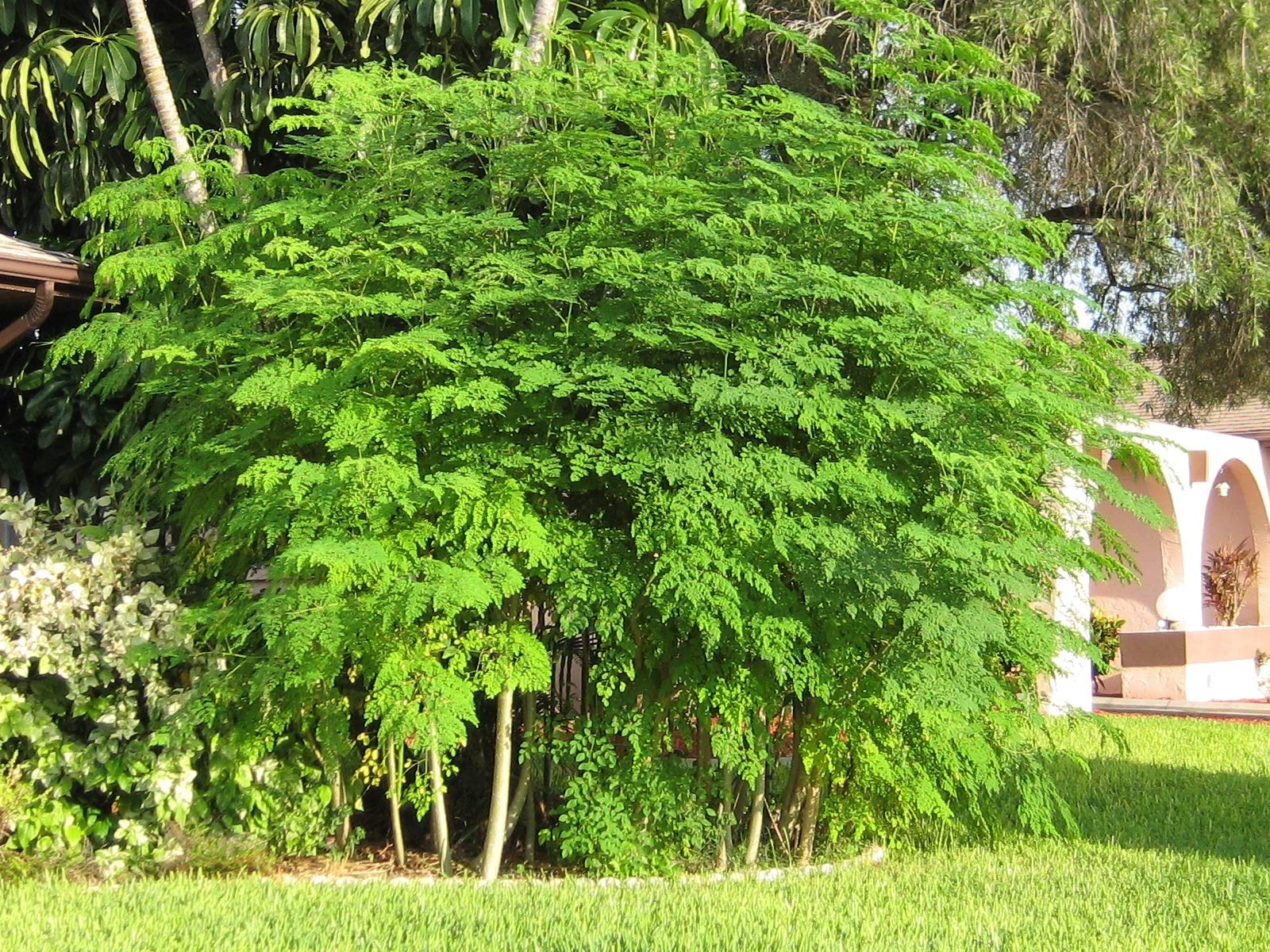 25 SEMILLAS DE MORINGA OLEÍFERA PARA SEMBRAR CON LA MEJOR GENÉTICA