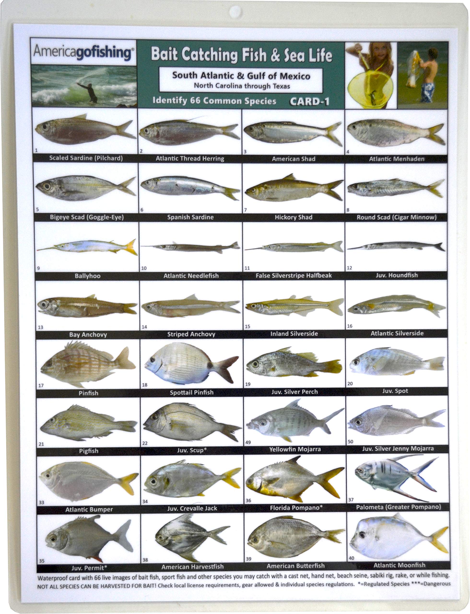 America Go Fishing - Bait Catching Fish and Sea Life Card 1 - South Atlantic and Gulf of Mexico