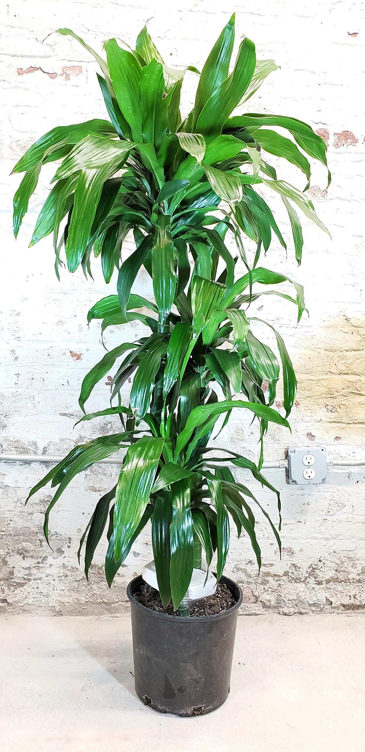 Amazon.com : Dracaena Lisa Elegance Cane - Live Plant in a 10 Inch Pot -  Dracaena Deremensis - Beautiful Easy Care Air Purifying Indoor Houseplant :  Patio, Lawn & Garden