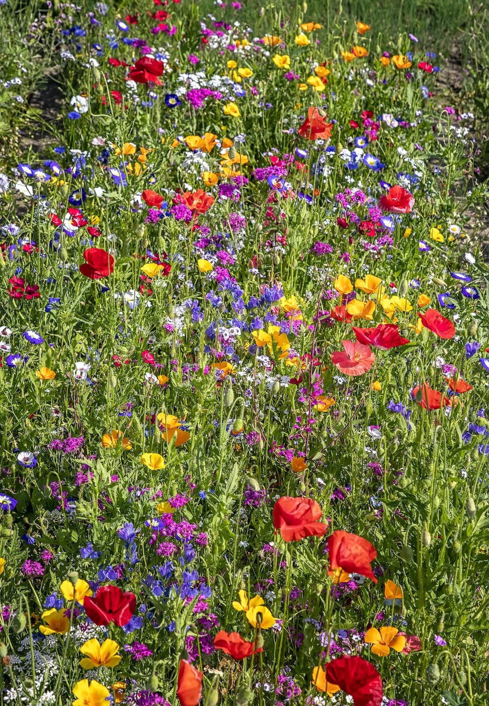 Wildflower Seeds Certificate Seeds Mix of 21 Different Flower Seeds for Garden School Yard Cottage (500g)