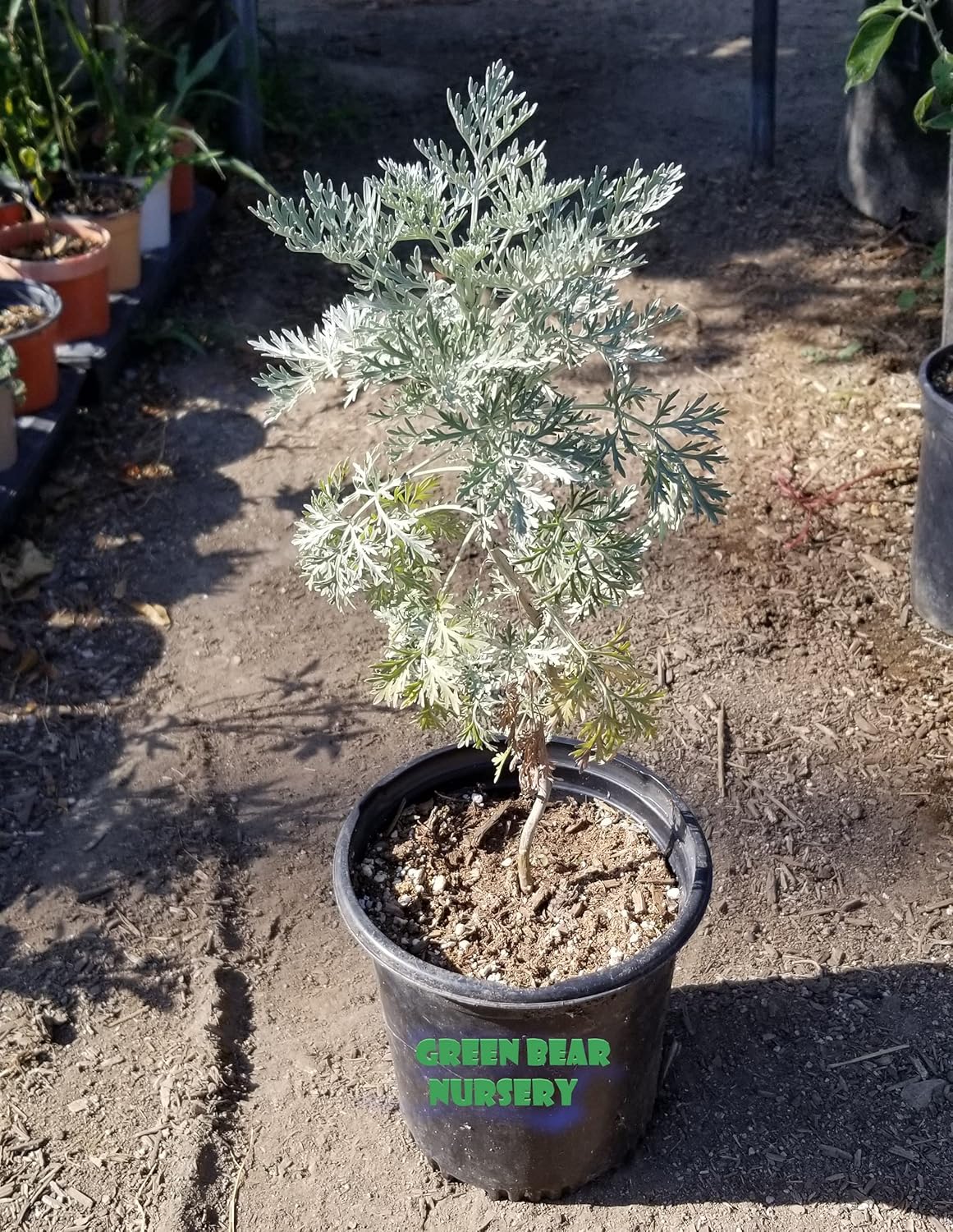 Wormwood Plant (Artemisia Vulgaris) 1 Gallon Potted Plant 1 to 2 FEET TALLL
