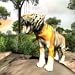 Tiger Jungle