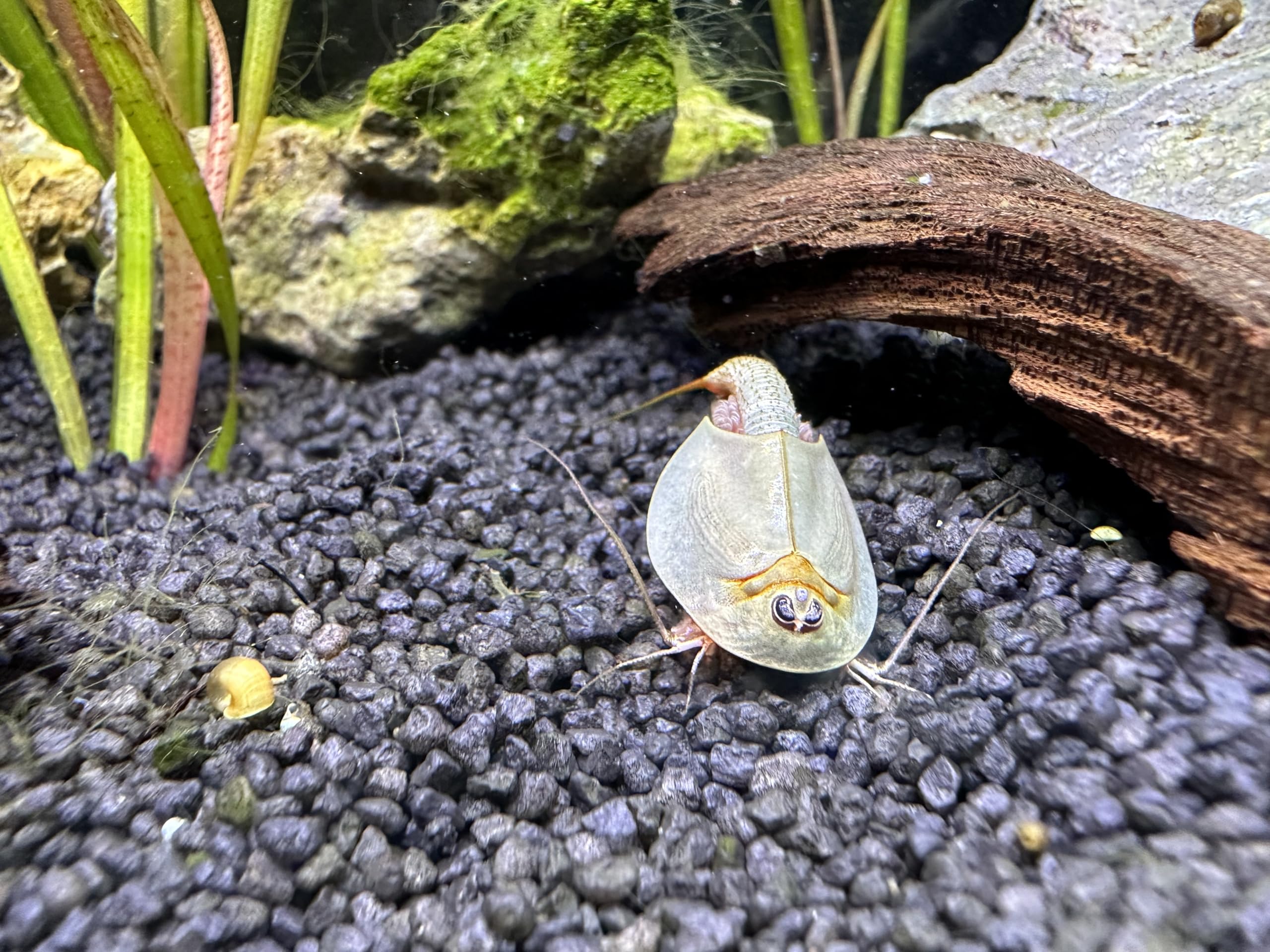 Kopia Triops Longicaudatus ok. 200 Pure Eggs (1 kapsułka)