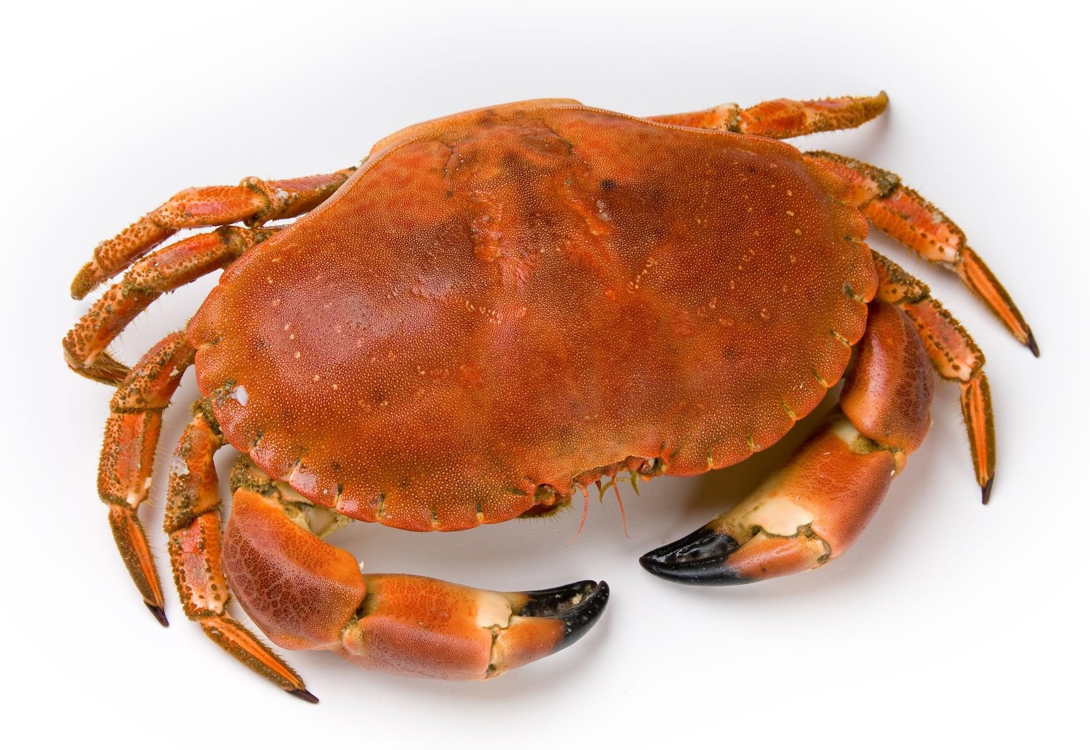 5 x 400g Whole Boiled British Crabs Frozen - Ideas for Christmas Dinner Parties and buffets
