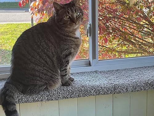 Miniatura 5 de PURRCHED Percha para gato, percha para ventana de gato, cama para gato, asiento para gato, fabricado en los Estados Unidos, resistente, seguro y