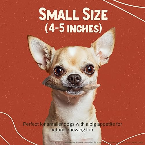 Miniatura 3 de Heartland - Cuernos de ciervo para perros, grado A, cuernos de desprendimiento natural  Huesos de perro para masticadores agresivos y cachorros de