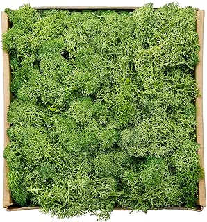 Best Garden Moss For Sale Of 2020 Top Rated Reviewed