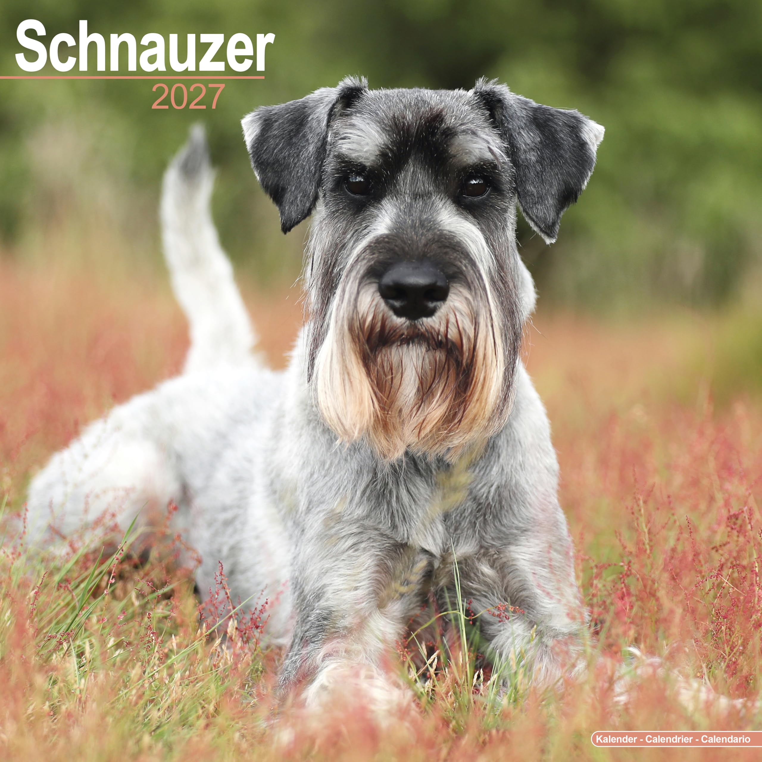 Schnauzer 2027 Calendar | Square Wall Calendar | Dog Breed Gift | Plastic Free Packaging | by Avonside Publishing