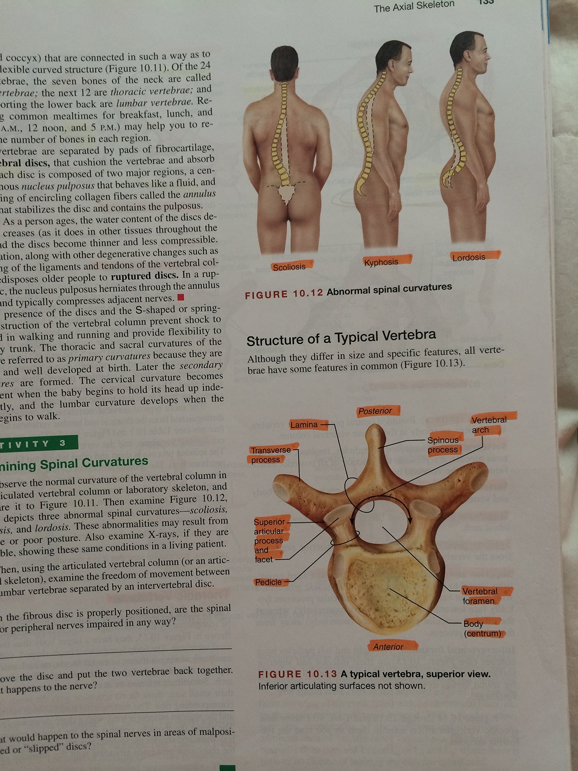 Human Anatomy & Physiology: Cat Version - Image 5