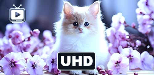 Cute Kittens & Cats - Adorable Feline Moments Screensaver
