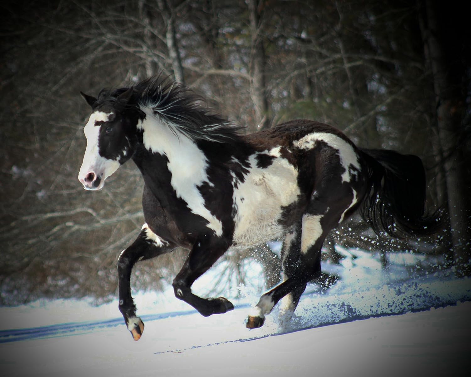 Superior Posters American Quarterback Horse Poster Print