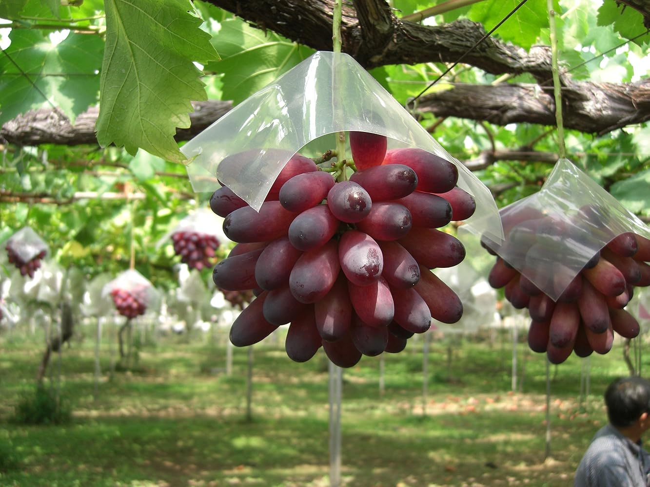 Amazon.co.jp: Grape Dedicated Poly Umbrella, 0.8 x 8.7 Amazon.co.jp: Grape Dedicated Poly Umbrella, 0.8 x 8.7