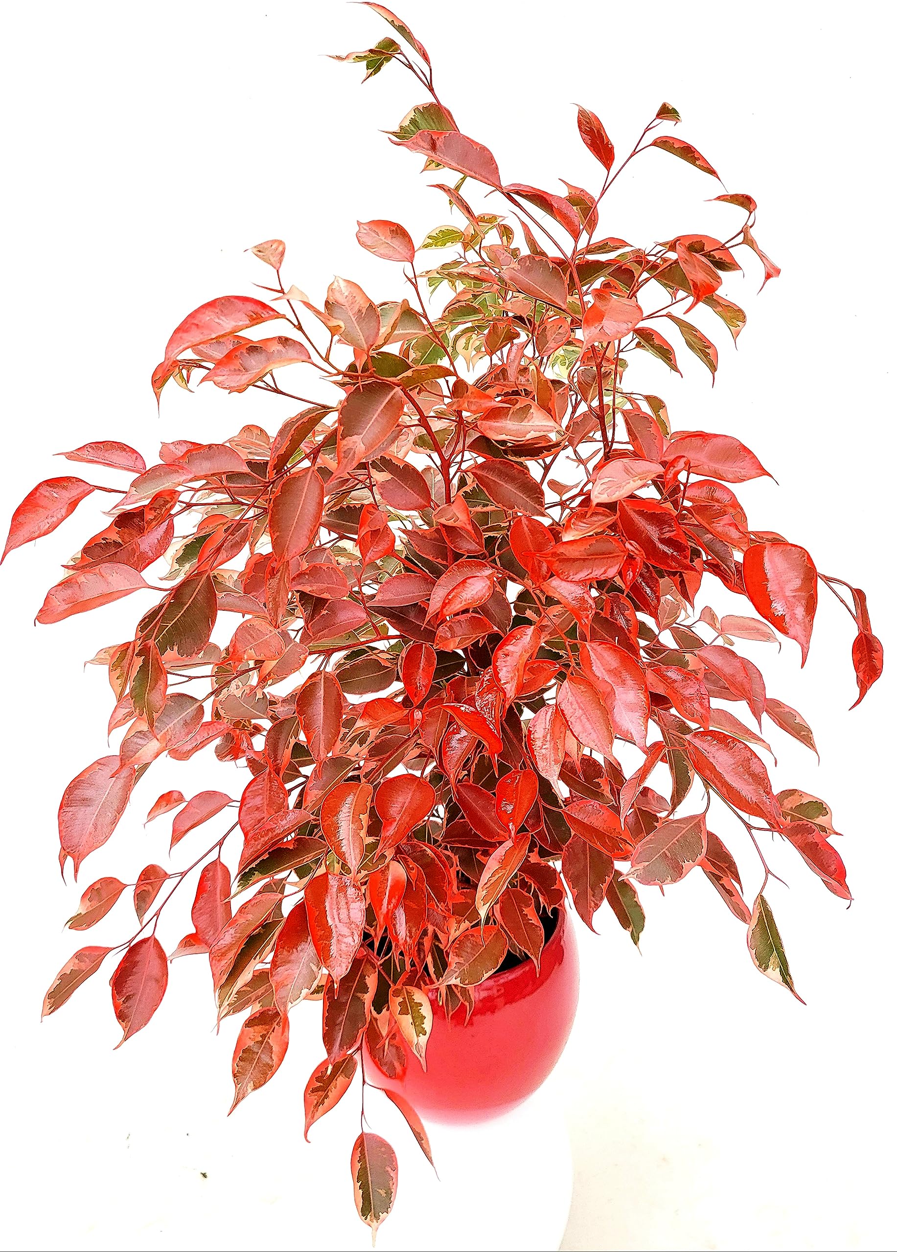 POWERS TO FLOWERS - FICUS BENJAMIN COLOR LIFE ROSSO, IN VASO CERAMICA ROSSO SFERICO, pianta vera!!!