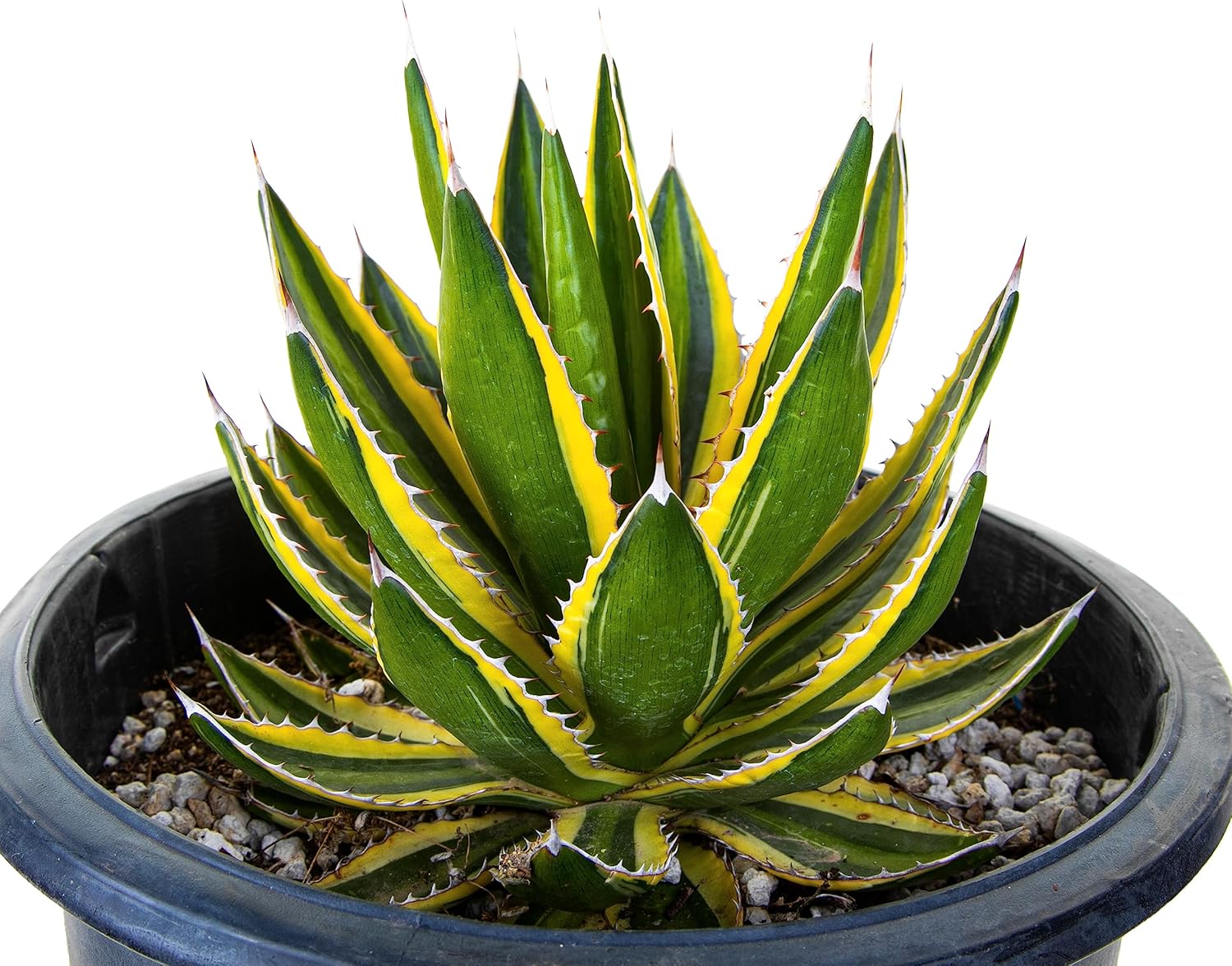 The Cactus Outlet Agave Parryi Huachucensis