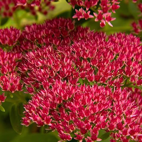 Outsidepride Perennial Sedum Summer Glory - Tolerante al calor y a la sequía, suculentas, plantas de cubierta de suelo de piedra - 1000 semillas