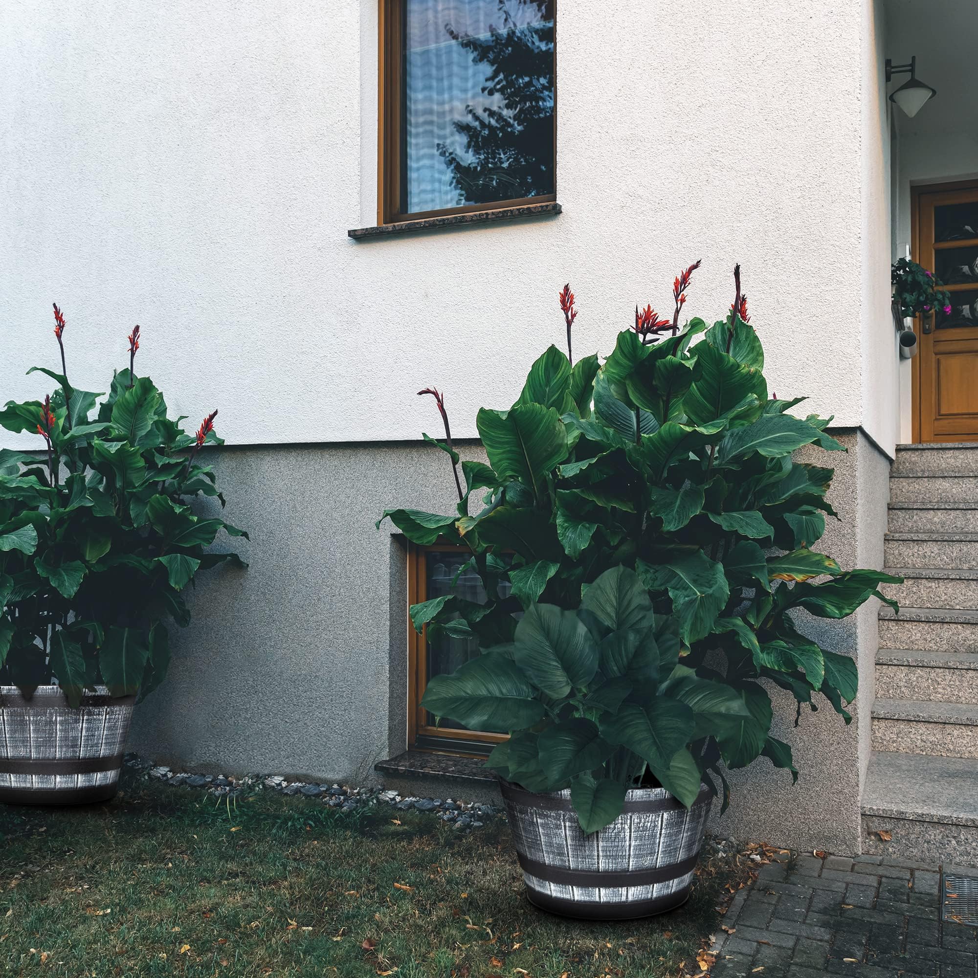 SG Traders Large Half Barrel Cask Planter, Indoor Plant Pot with Drainage Holes, Flower Pots Outdoor Garden Planters - Image 5