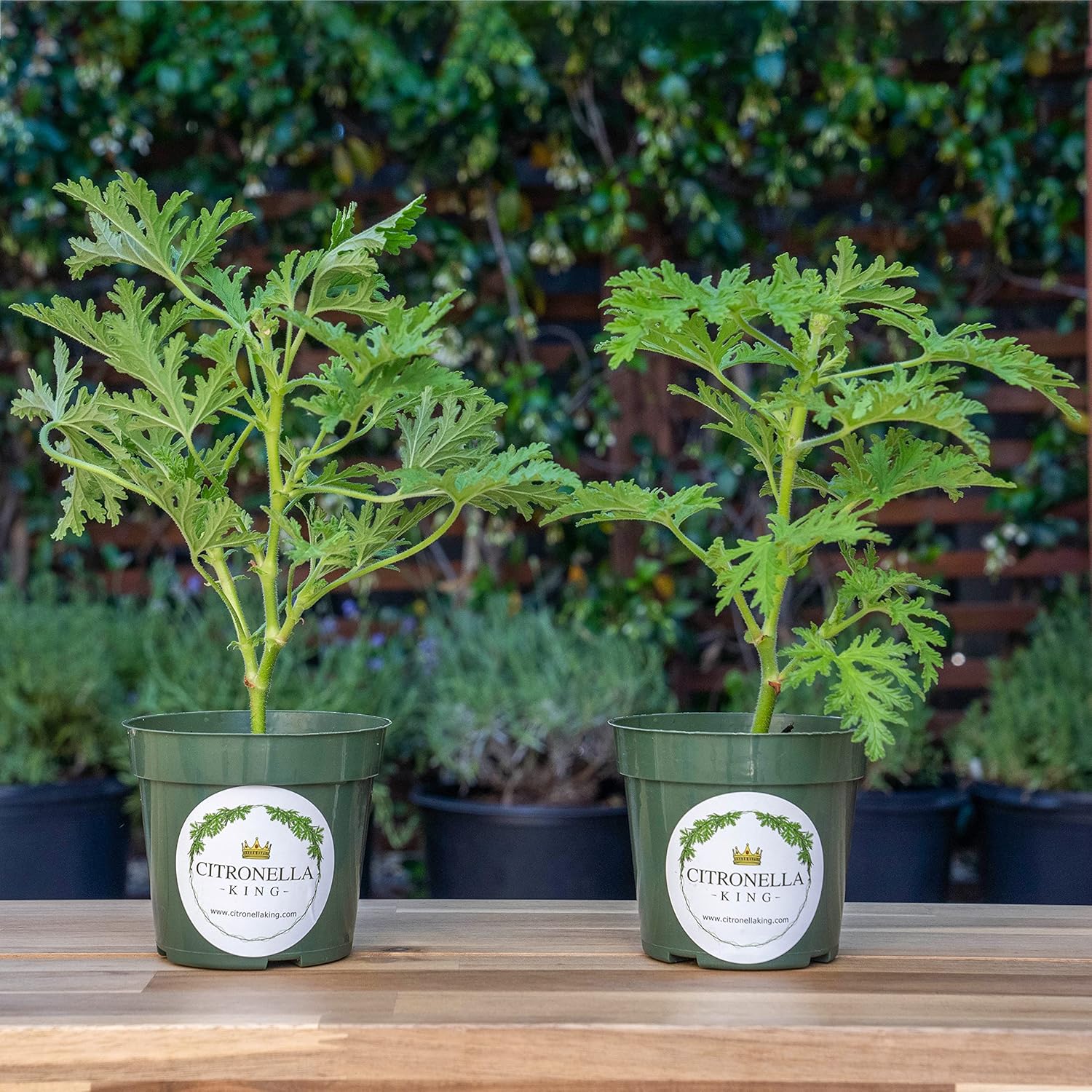 2 Citronella (Mosquito Plant) - Large and Etsblished with Fresh Citrus Aroma for Patio, Garden & Indoor/Outdoor Containers, Citrosa Geranium (Pelargonium citrosum) in 4″ Pots, Live Plants