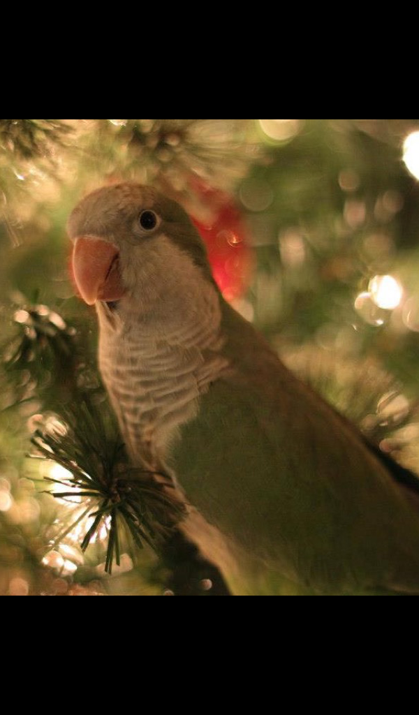 Quaker Parrot Wallpaper HD Wallpapers of Quaker Parrots!Amazon.es