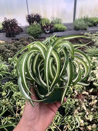 Planta de interior viva de araña, variedad Bonnie Curly Variety, purificadora de aire, bajo mantenimiento, perfecta para decoración del hogar y la