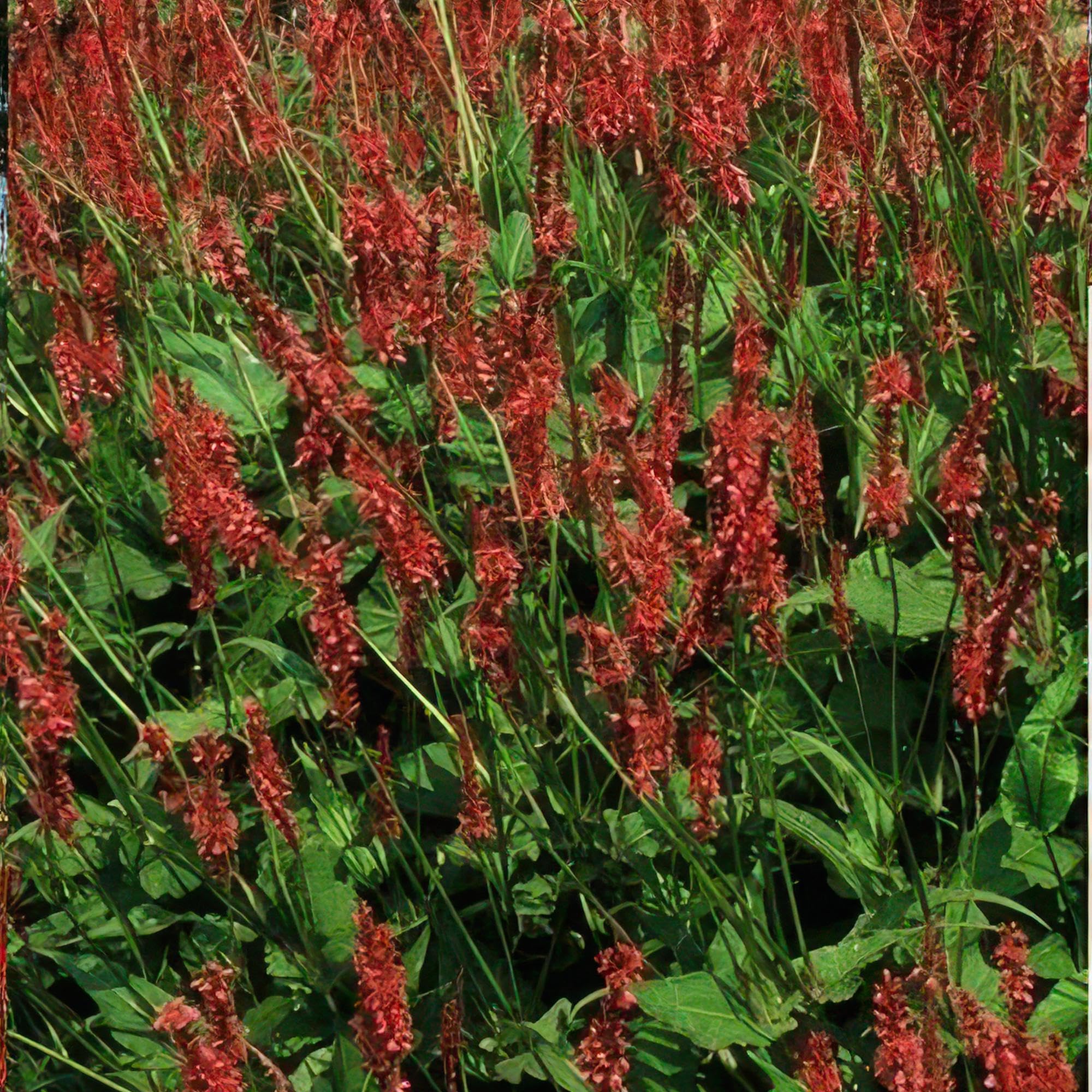 Persicaria Amplexicaulis para Jardín, Flores Rojas, Pack de 12, Maceta 9cm