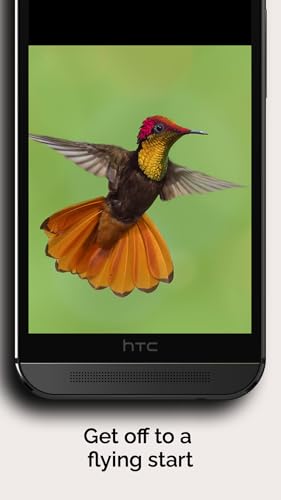 Natural History Museum, London (Museum Buddy)