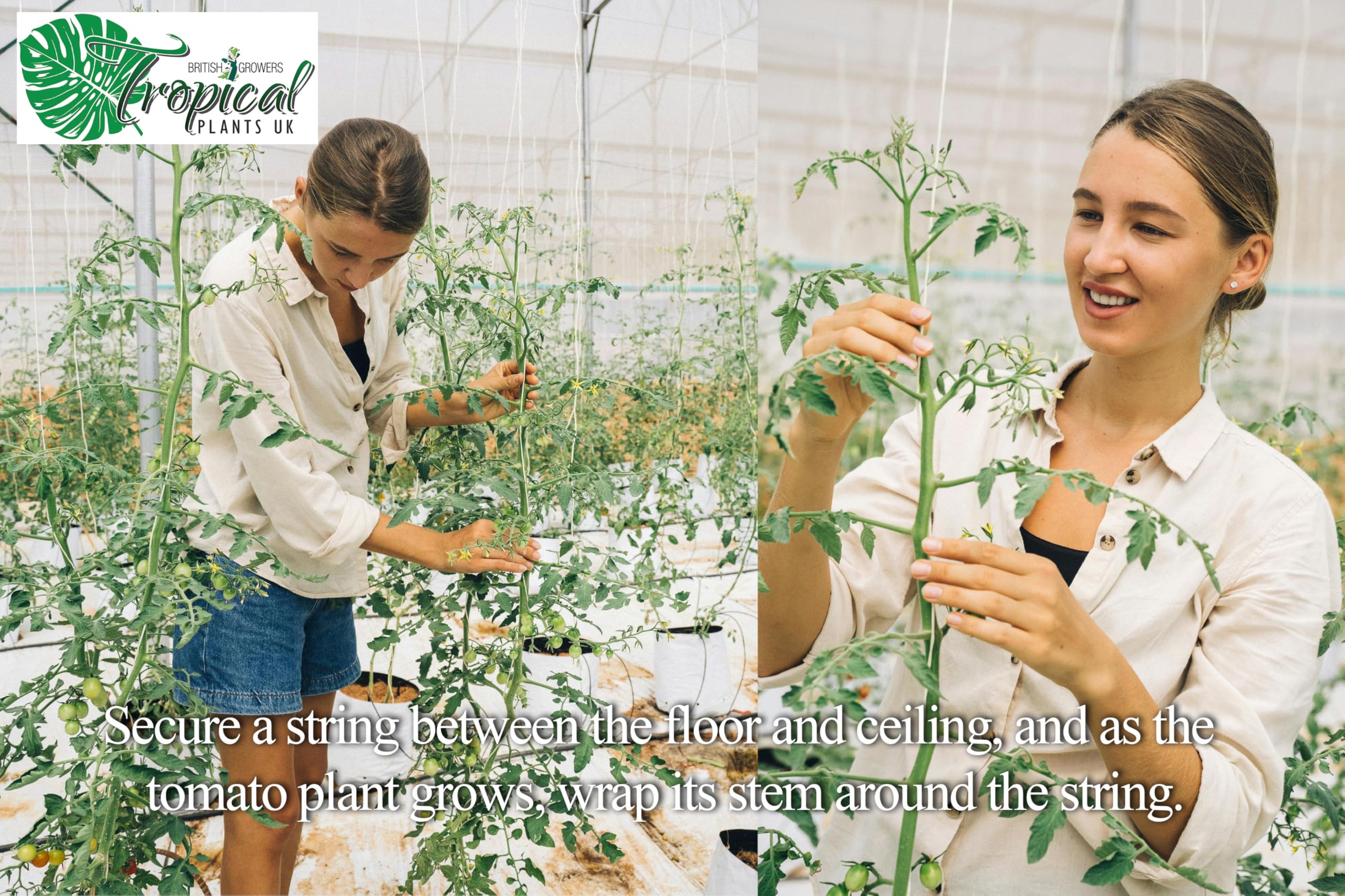 3 x Cherry Tomato Plants - Fresh Vine Tomatoes, green - Image 7