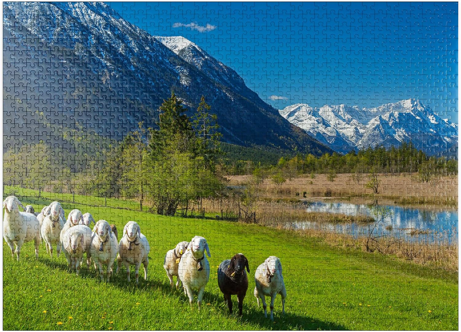 MyPuzzle Sheep At The Seven Springs Against Estergebirge and Zugspitzgruppe (2962m), Upper Bavaria - Premium 500 Piece Jigsaw Puzzle for Adults