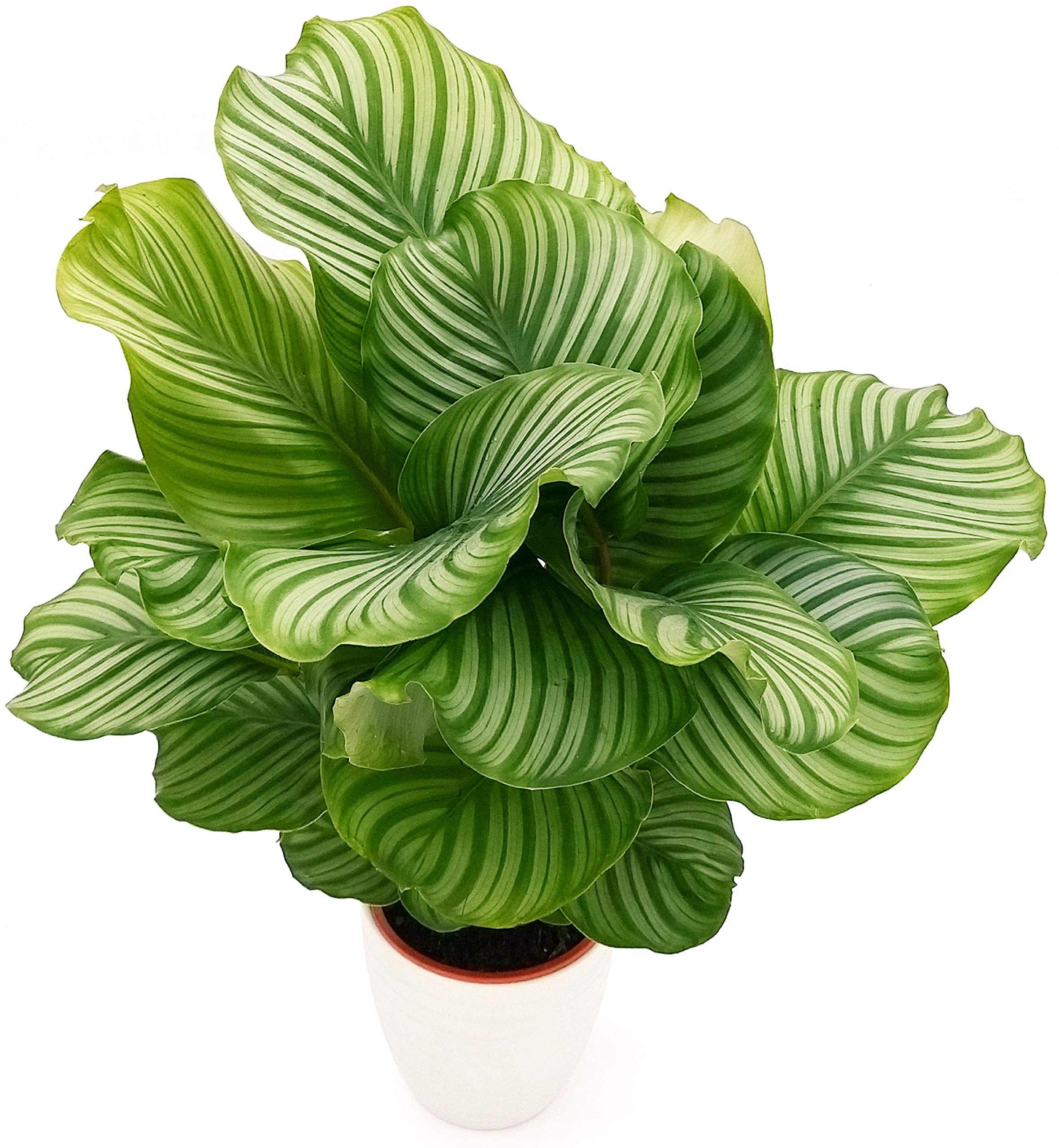 POWERS TO FLOWERS - CALATHEA ORBIFOLIA XXL, MARANTA, IN VASO CERAMICA BIANCO RIGHE, pianta vera