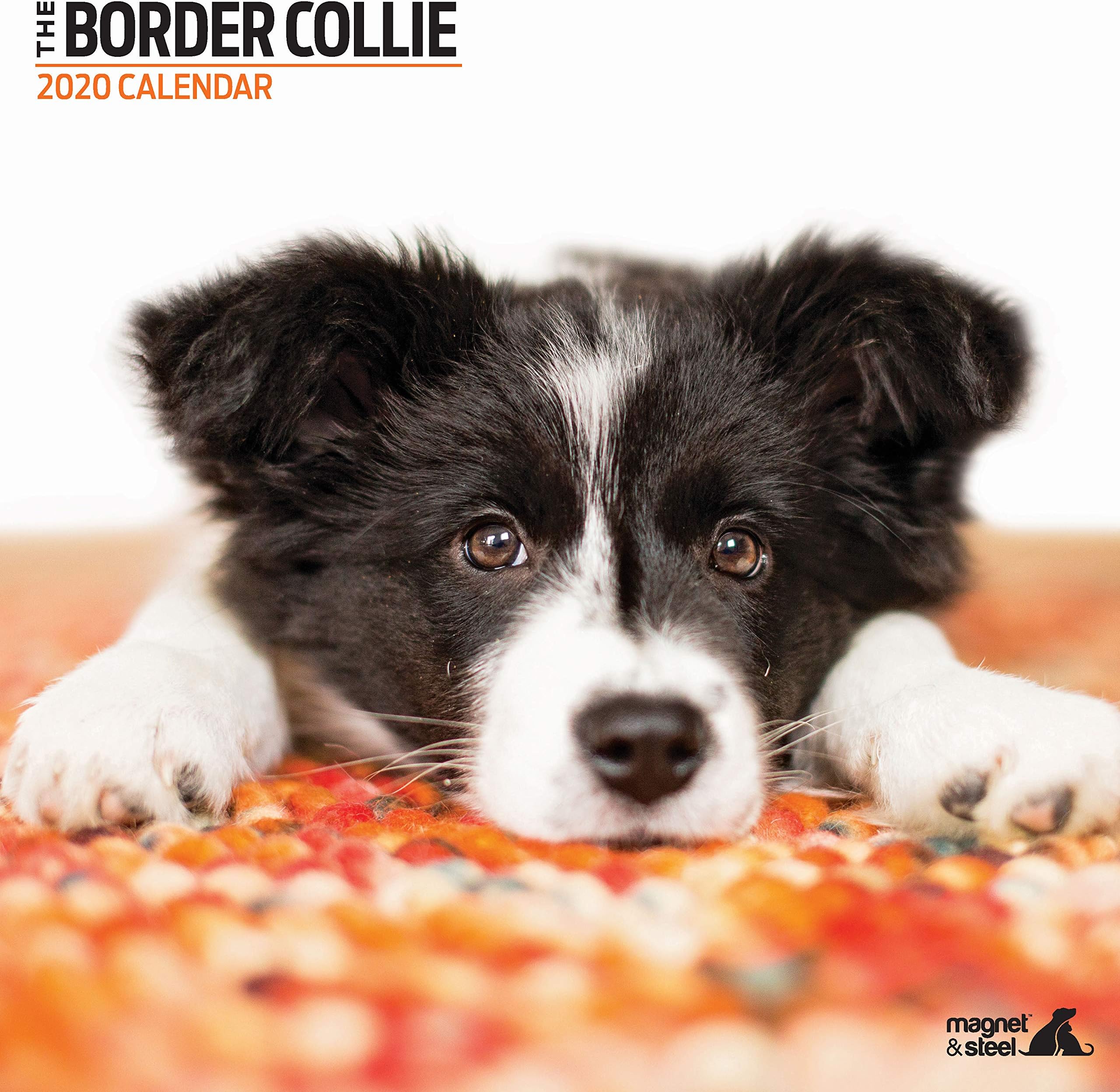 Border Collie Modern 2020 Calendar