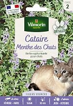 Catnip "Catmint" (Nepeta cataria) - Large