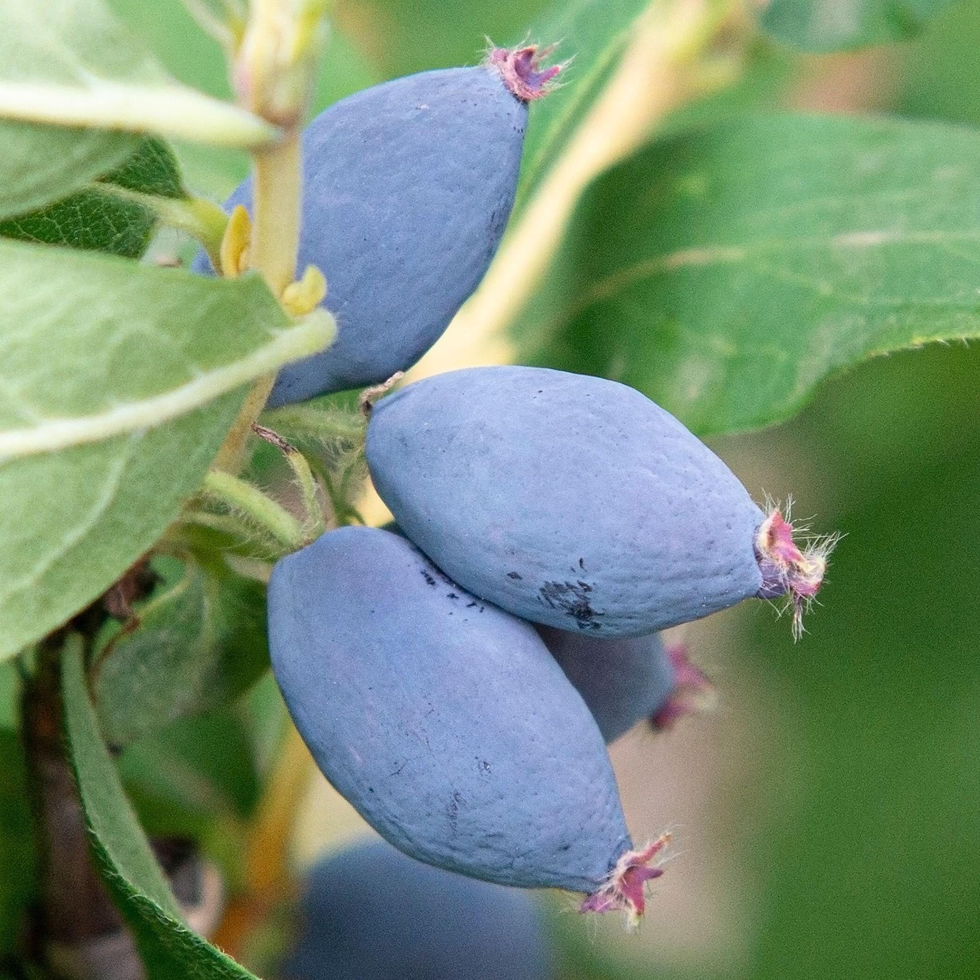 Honeyberry Maries Fruit Plant - Lonicera Caerulea Berry Plants Produce Elongated Blue Berries with a Sweet Flavour - Outdoor Fruit Plants Outdoor Garden Ready and Low Maintenance (9cm Pot, 20-30cm)
