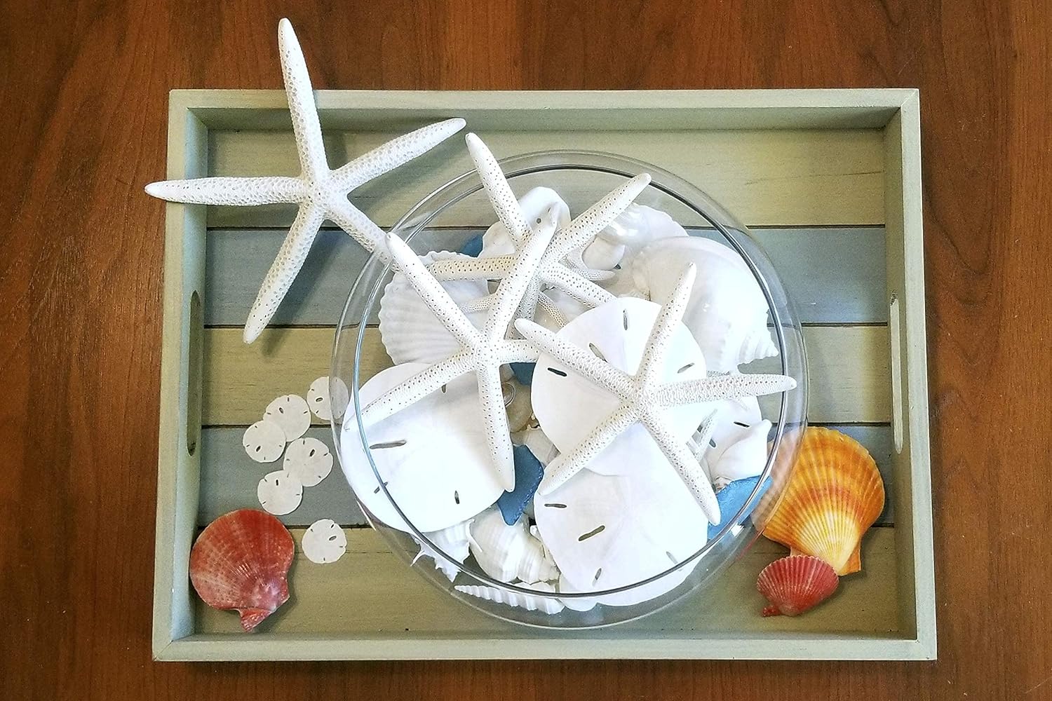 Tumbler Home Sea Shells and White Sand Dollars, for Crafts, Wedding, & Coastal Decor