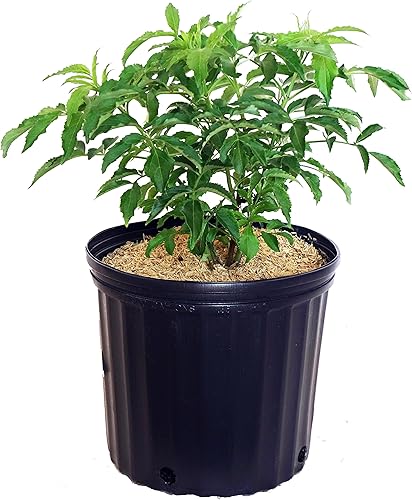 Sambucus canadensis 'York' (Baya de saúco) Arbusto, #3 - Tamaño Contenedor