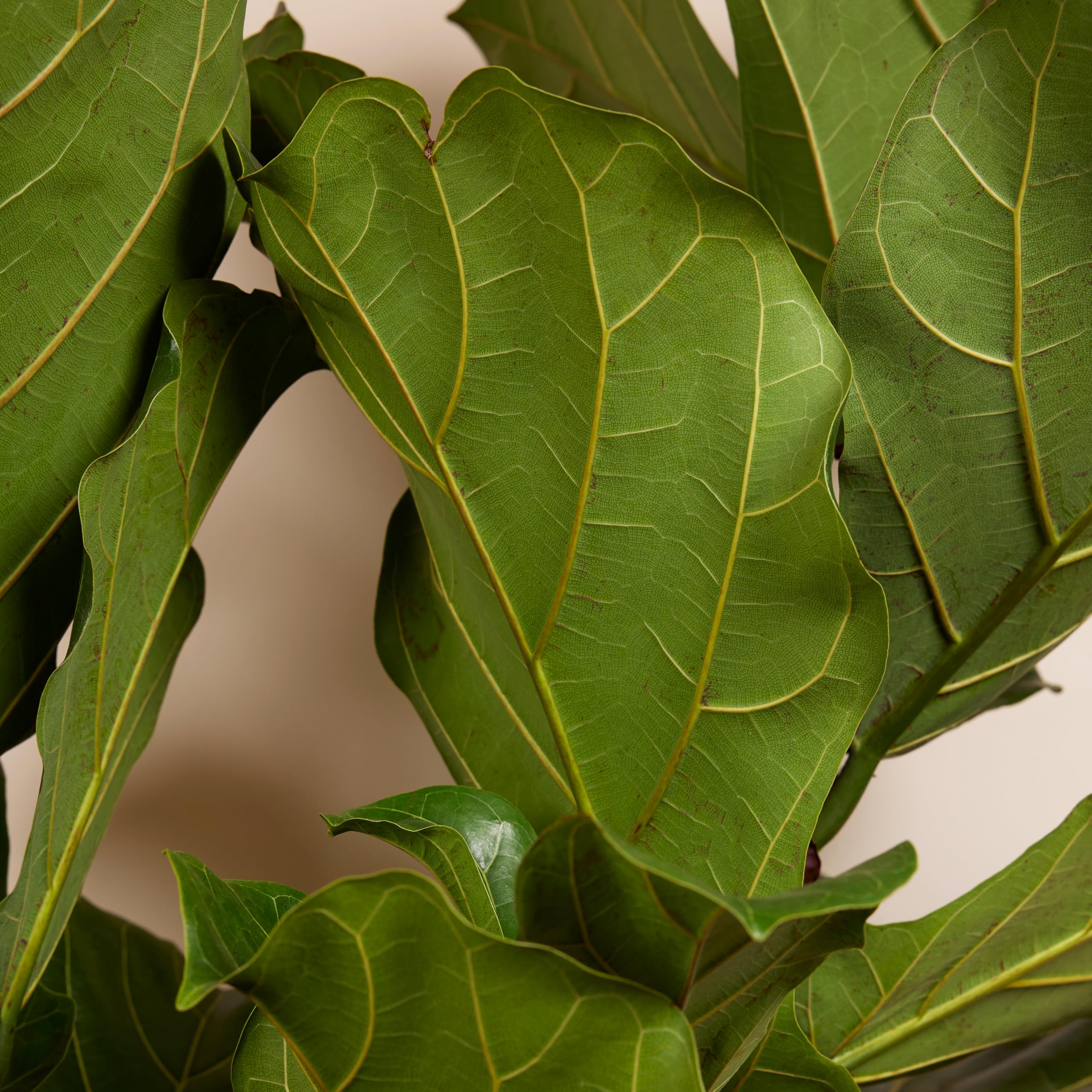 Bloomique - Ficus Lyrata - Geigenblatt - XXL Zimmerpflanzen - Luftreinigend - Pflegeleicht - Höhe 140-160 cm - 30 cm Topf