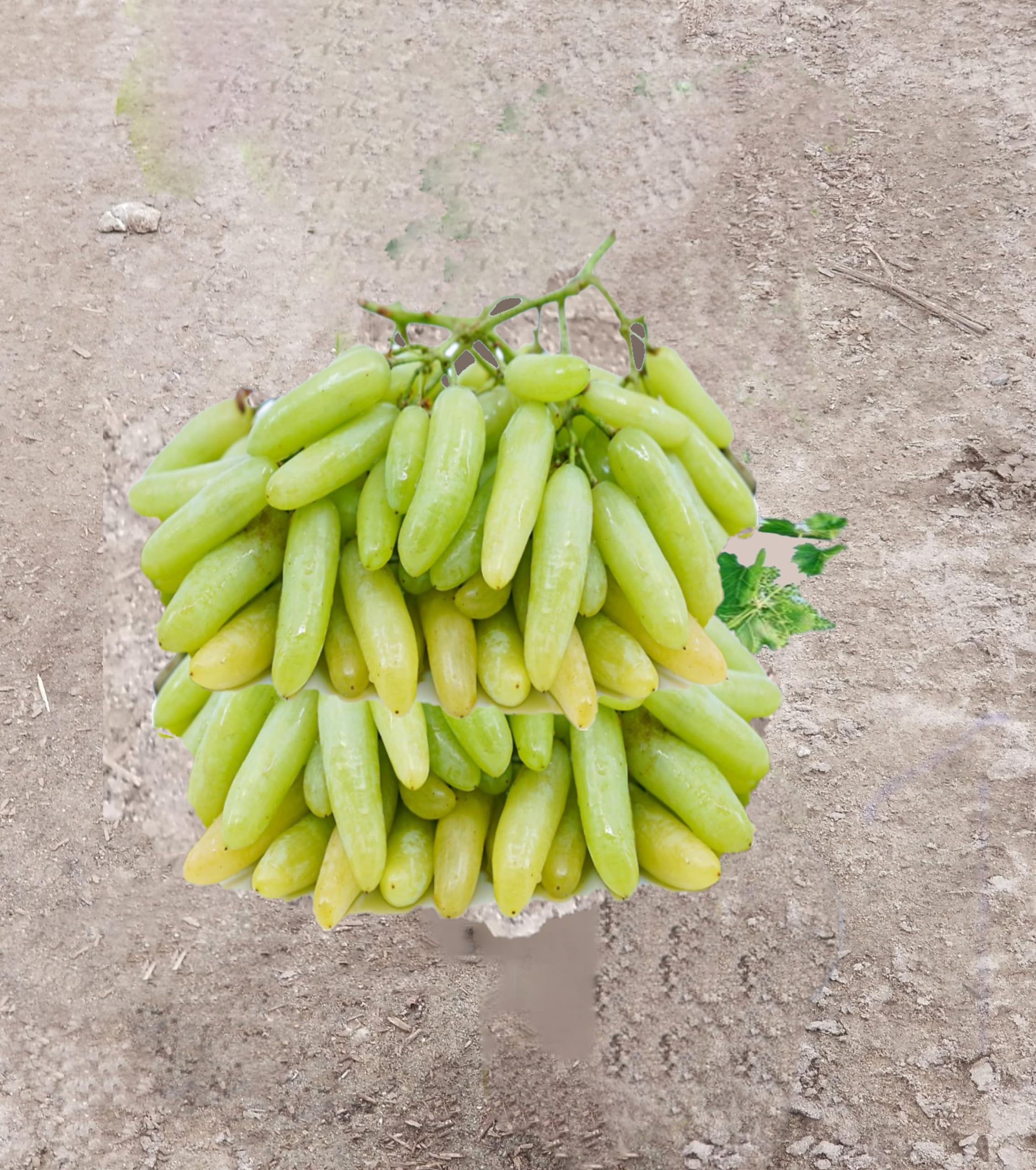 Grafted Lady finger grape vine plant (Yellow, green white- Lady Finger Seedless Grape Vine, 1 Gallon)