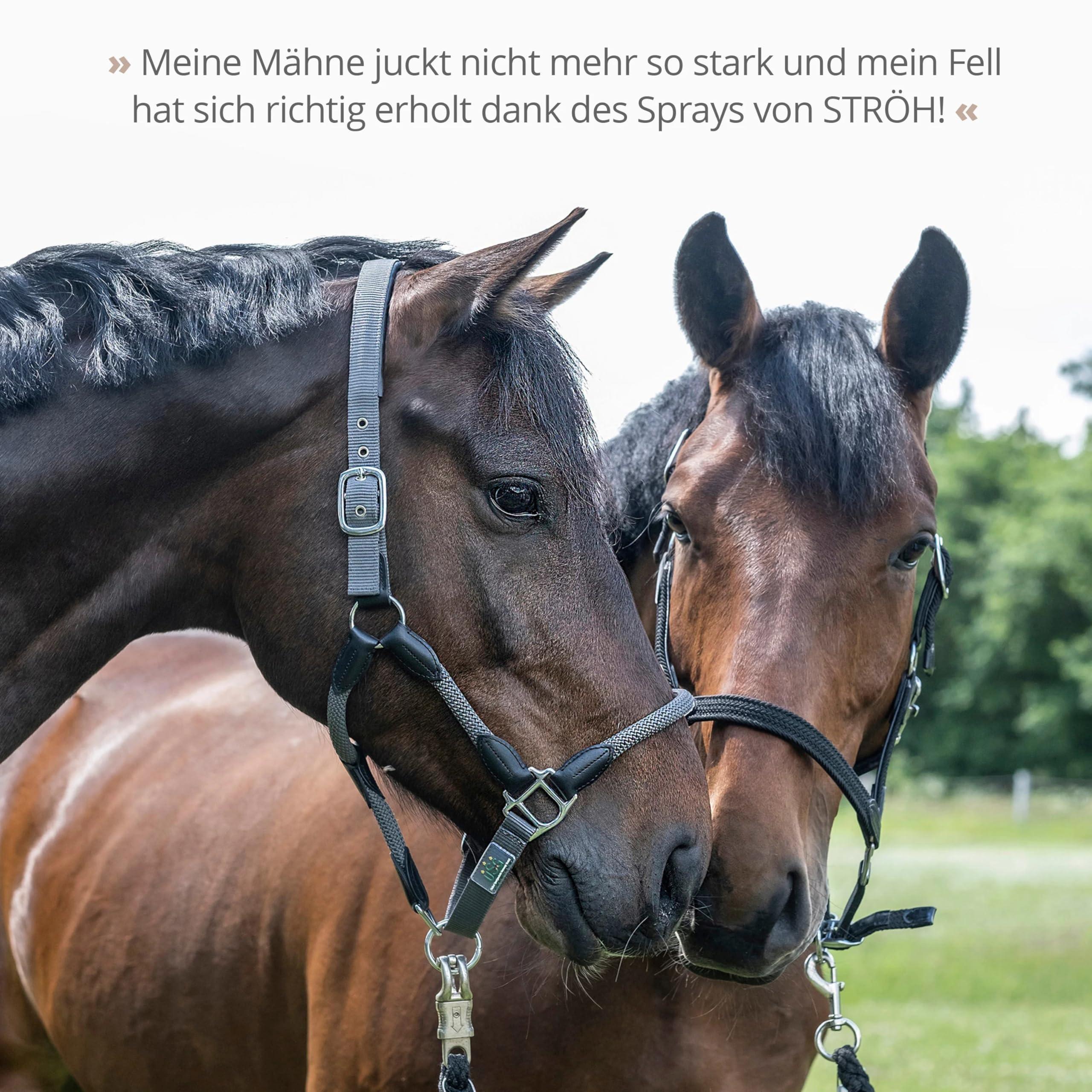 STRÖH Derma EquiProtect (1L) • Anti Juckreiz Spray für Pferde mit Lebermoosextrakt, Niemöl und Lavendelöl • Natürliche Hautpflege bei Ekzem, Mauke, Hautpilz- & Milbenbefall • Ohne Tierversuche