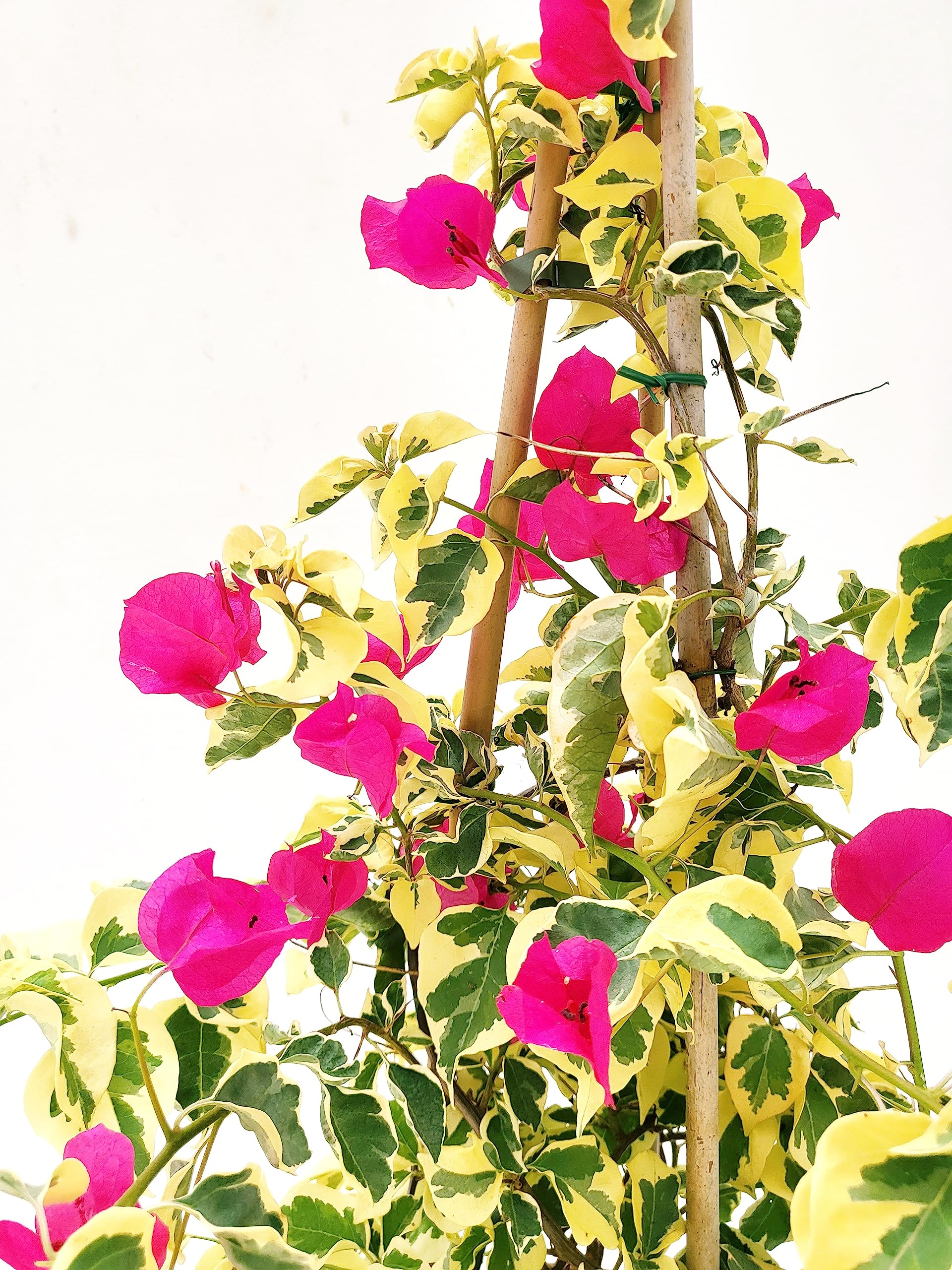 POWERS TO FLOWERS - BOUGAINVILLEA FUCSIA, BUGANVILLEA, pianta vera VARIEGATA, ALTEZZA 70CM, pianta vera