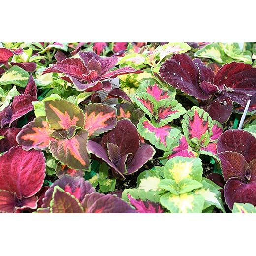 Ohio Heirloom 400+ Rainbow Coleus Seeds for Home Flower Pots - Create a Colorful Oasis, Vibrant Blend Ideal for Planting - Elevate Your Garden with Colors