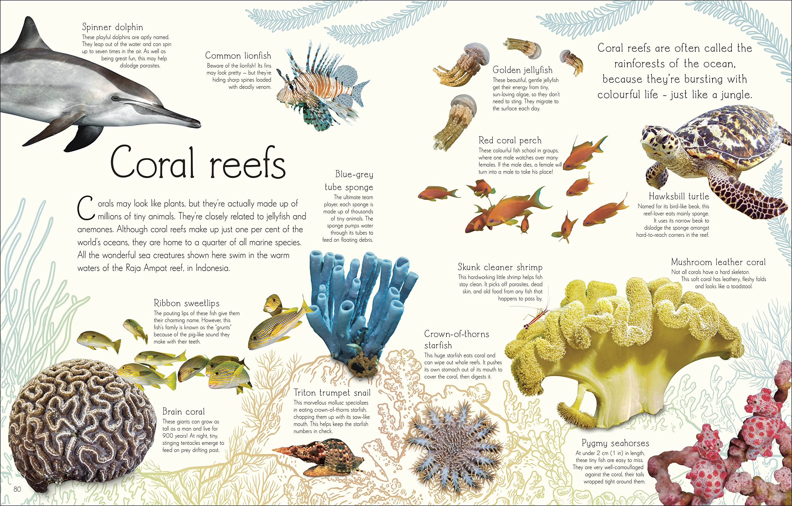 An Anthology of Aquatic Life: Discover the Secret Lives Under the Sea