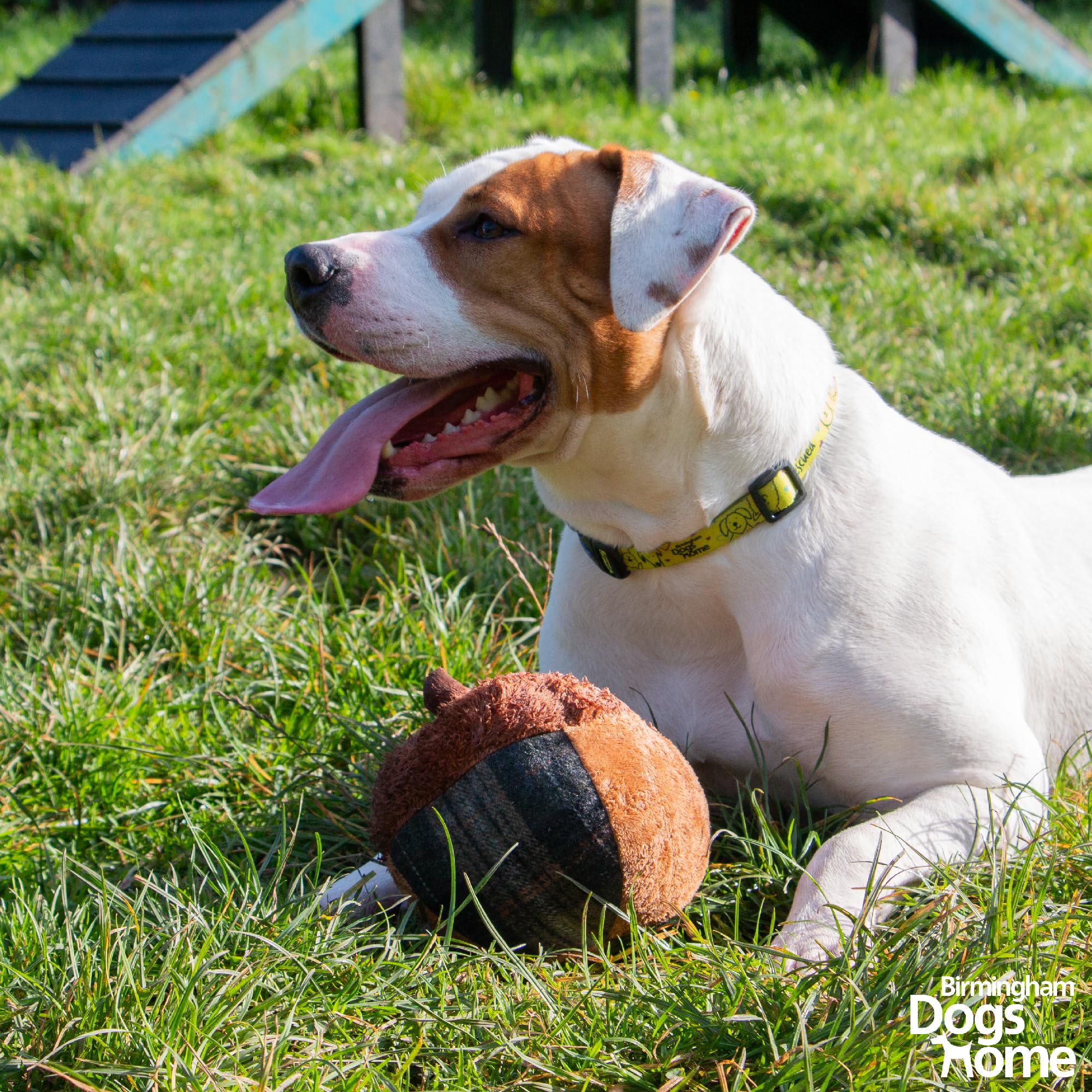 Ancol Heritage Traditional Plush Annie Acorn Dog Toy inspired by British countryside, Brown, 24cm - Image 2