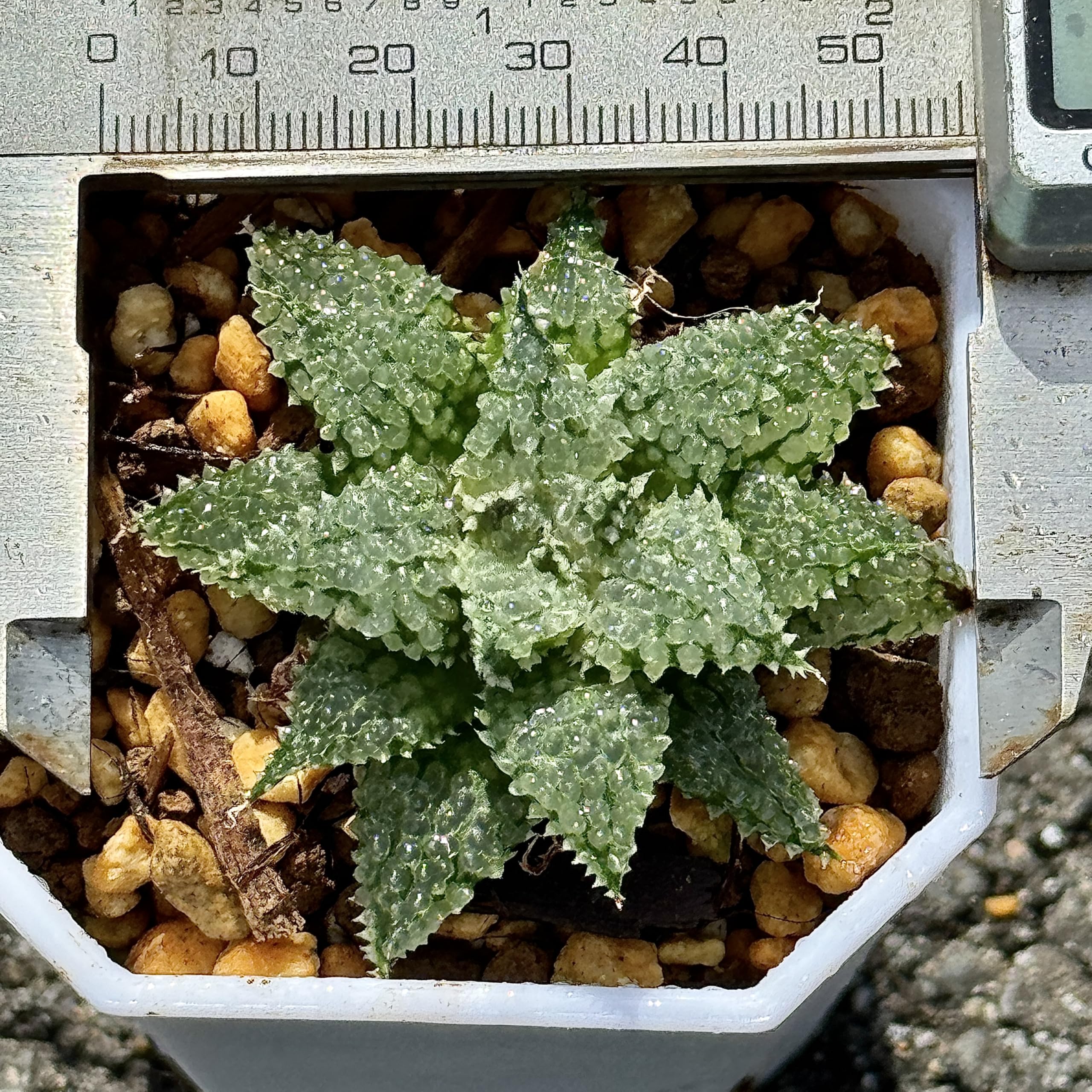 Amazon｜多肉植物 観葉植物 ハオルチア ハオルシア バブルコレクタ