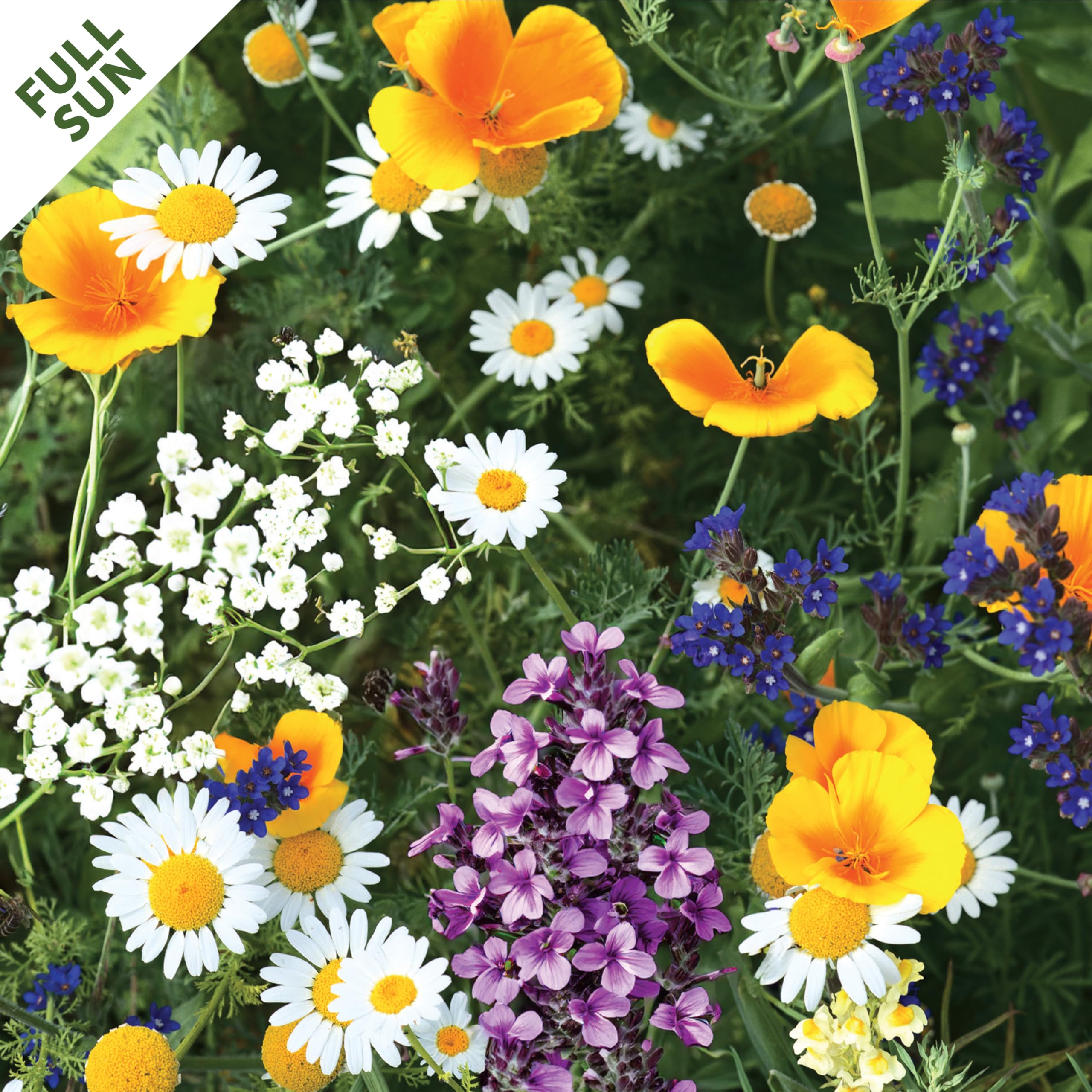Amazon.com : Seed Mat - Easy to Plant and Grow Garden Seeds - Creates  Fragrant, Vibrant Flower Garden (Cut Flower Bouquet Garden - 1 Mat) :  Patio, Lawn & Garden