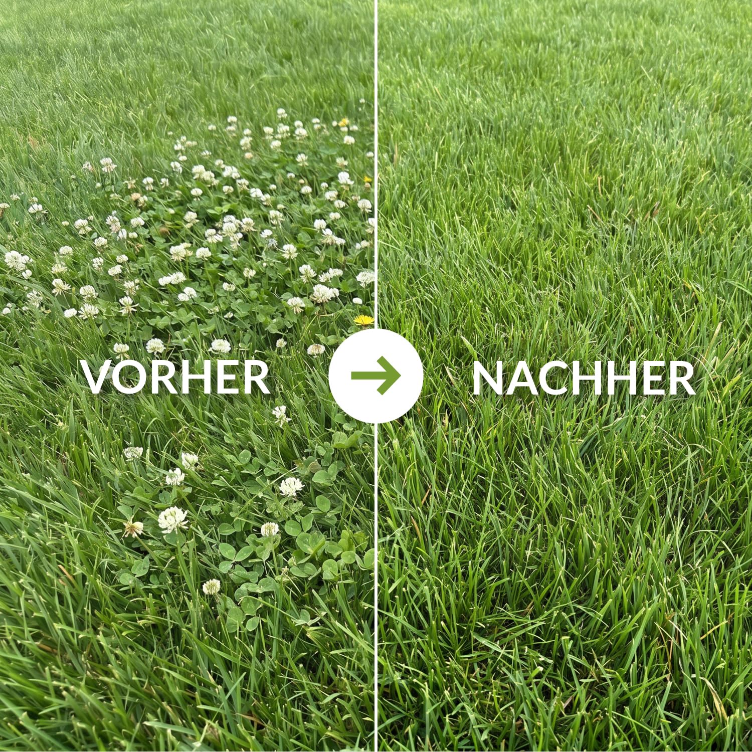 Terra Domi 500 ml Rasenunkrautvernichter für bis zu 600 m² Rasenfläche, Referenzmittel: Dicotex stark gegen übliche Unkräuter & schwer bekämpfbare Arten, Herbizid für den perfekten Garten