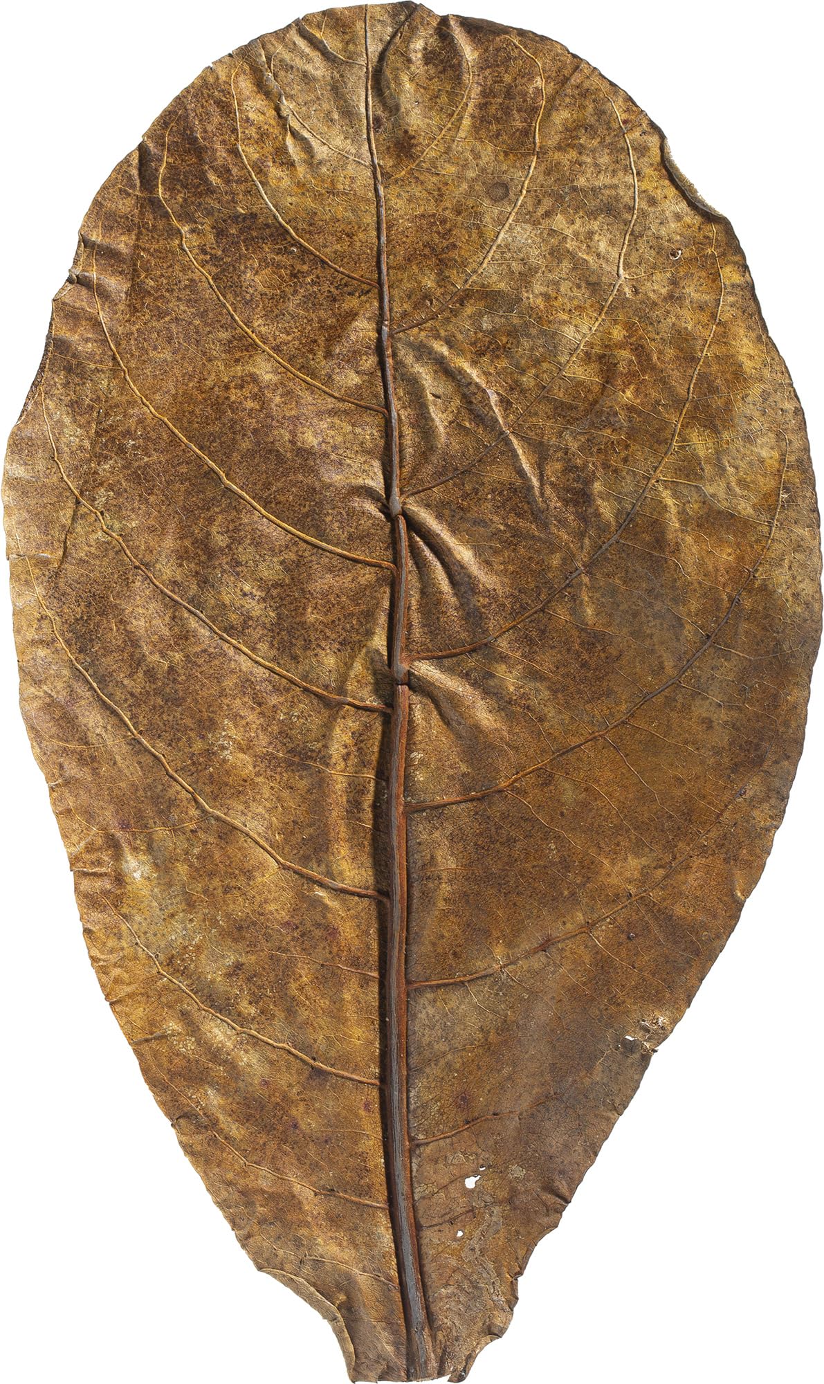 Catappa leaves aquarium, ARKA mySCAPE-CATAPPA 10 pcs (20-25cm), natural water conditioner for tropical tanks - Image 4